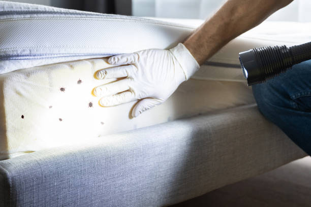 Best Pest Control Near Me  in Rincon Valley, AZ
